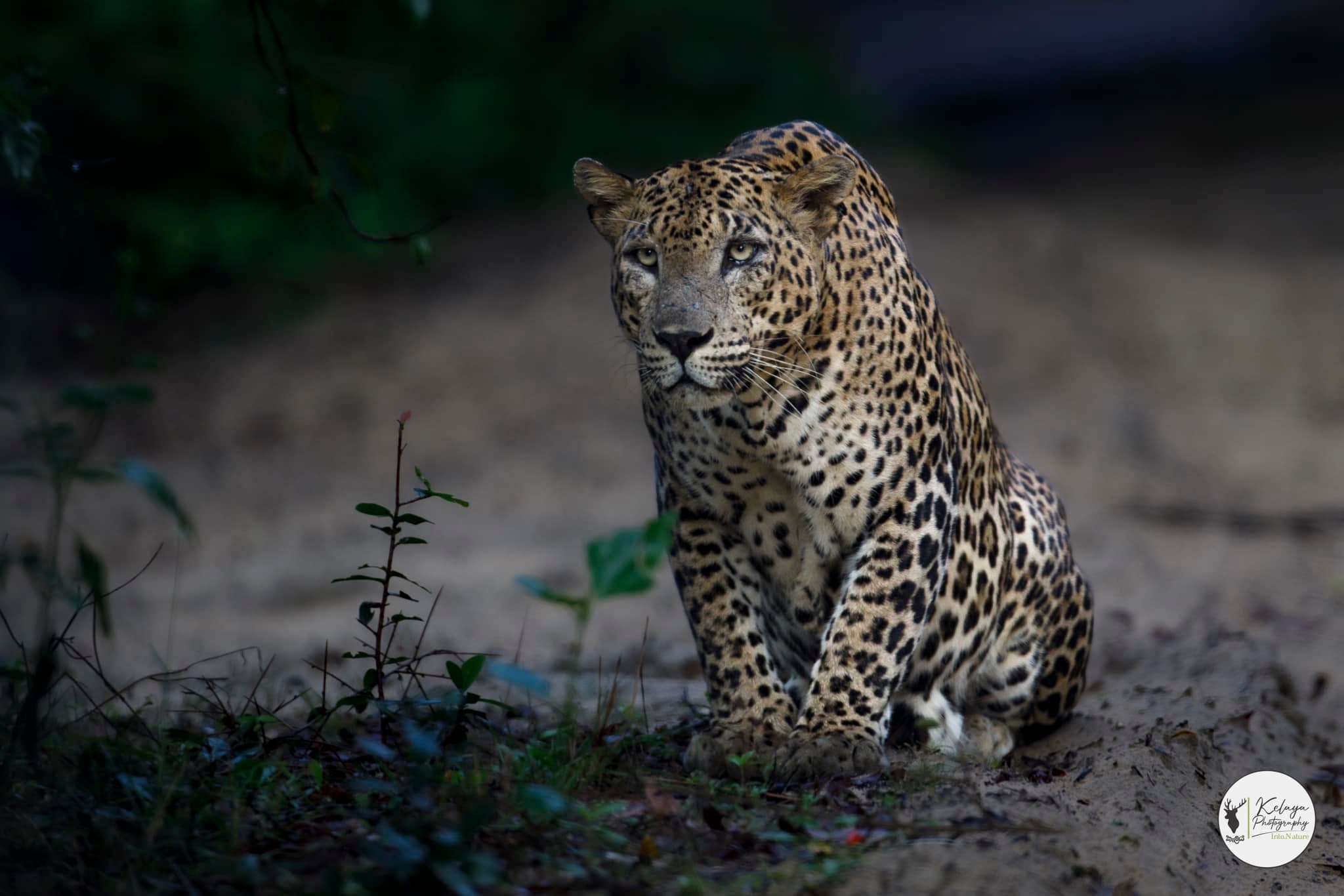 Predator's gaze - Wilpattu National Park