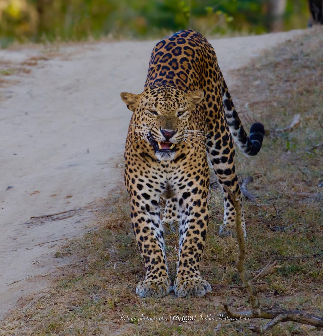 Leopard in the rain