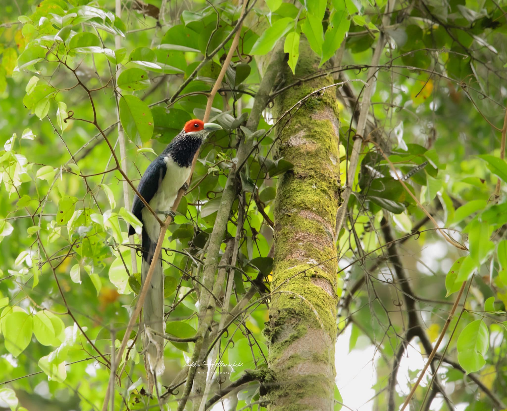 Red-faced malkoha, Sinharaja - Sinharaja Forest Reserve