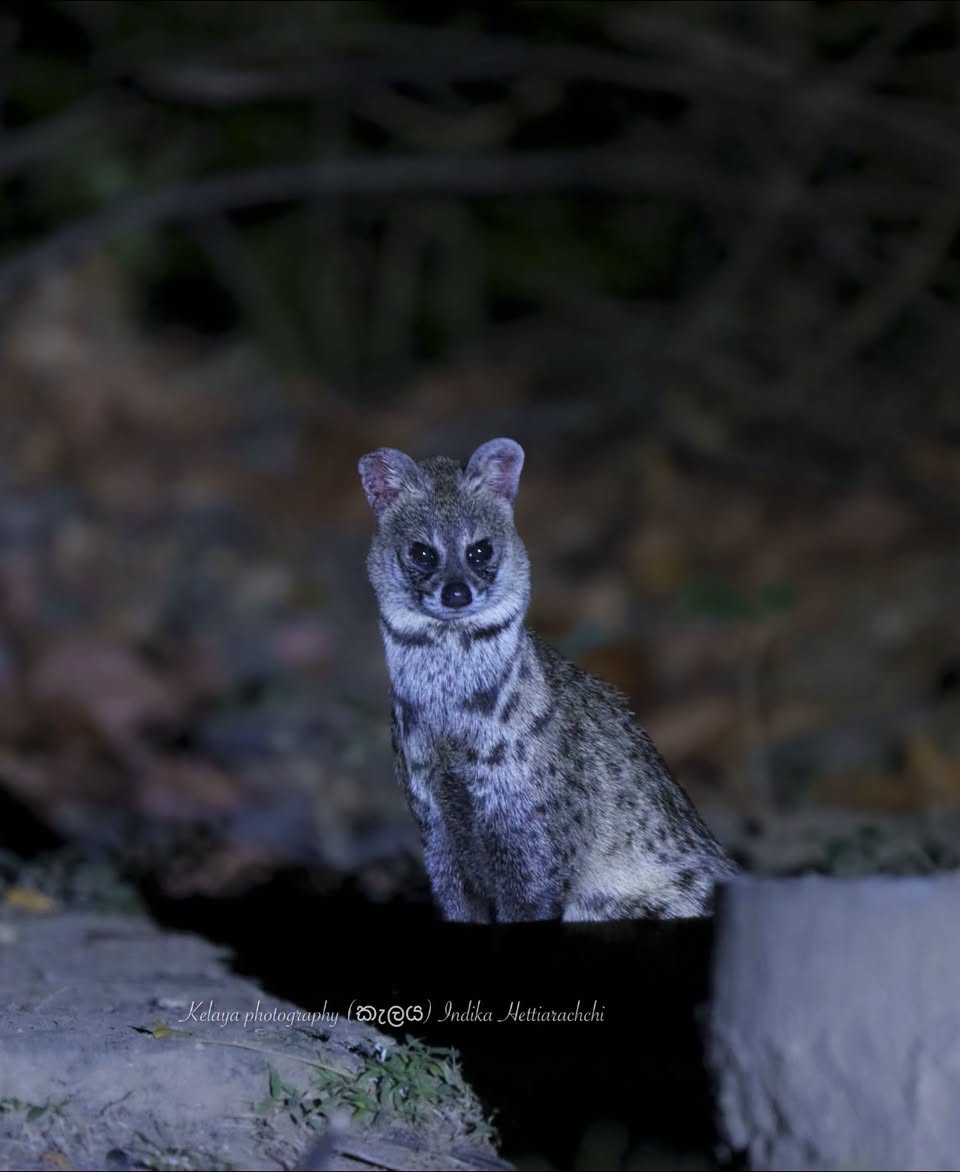 Ring-tailed civet note, Yala - Warahana bungalow, Yala National Park