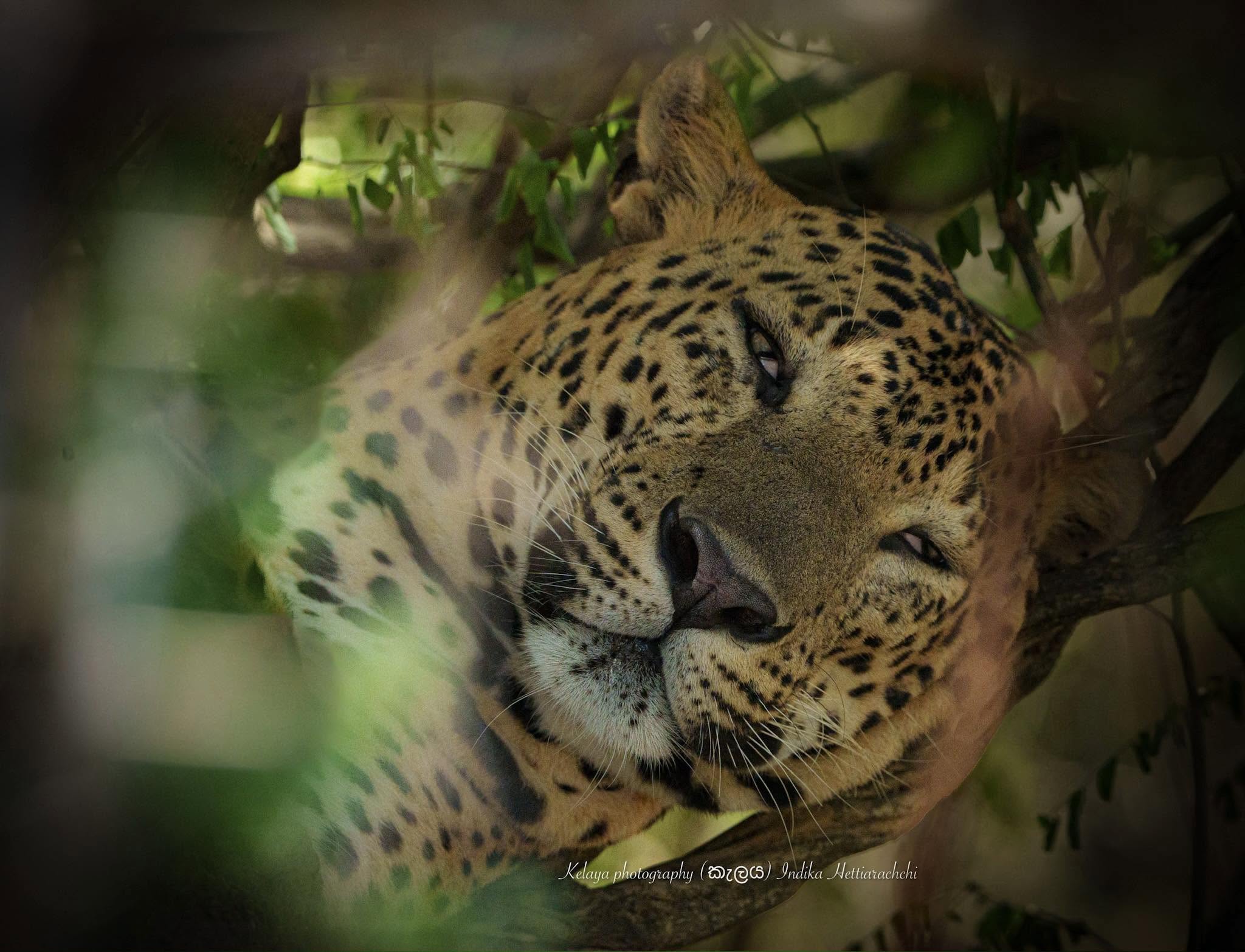 Ritta resting on a termite mound