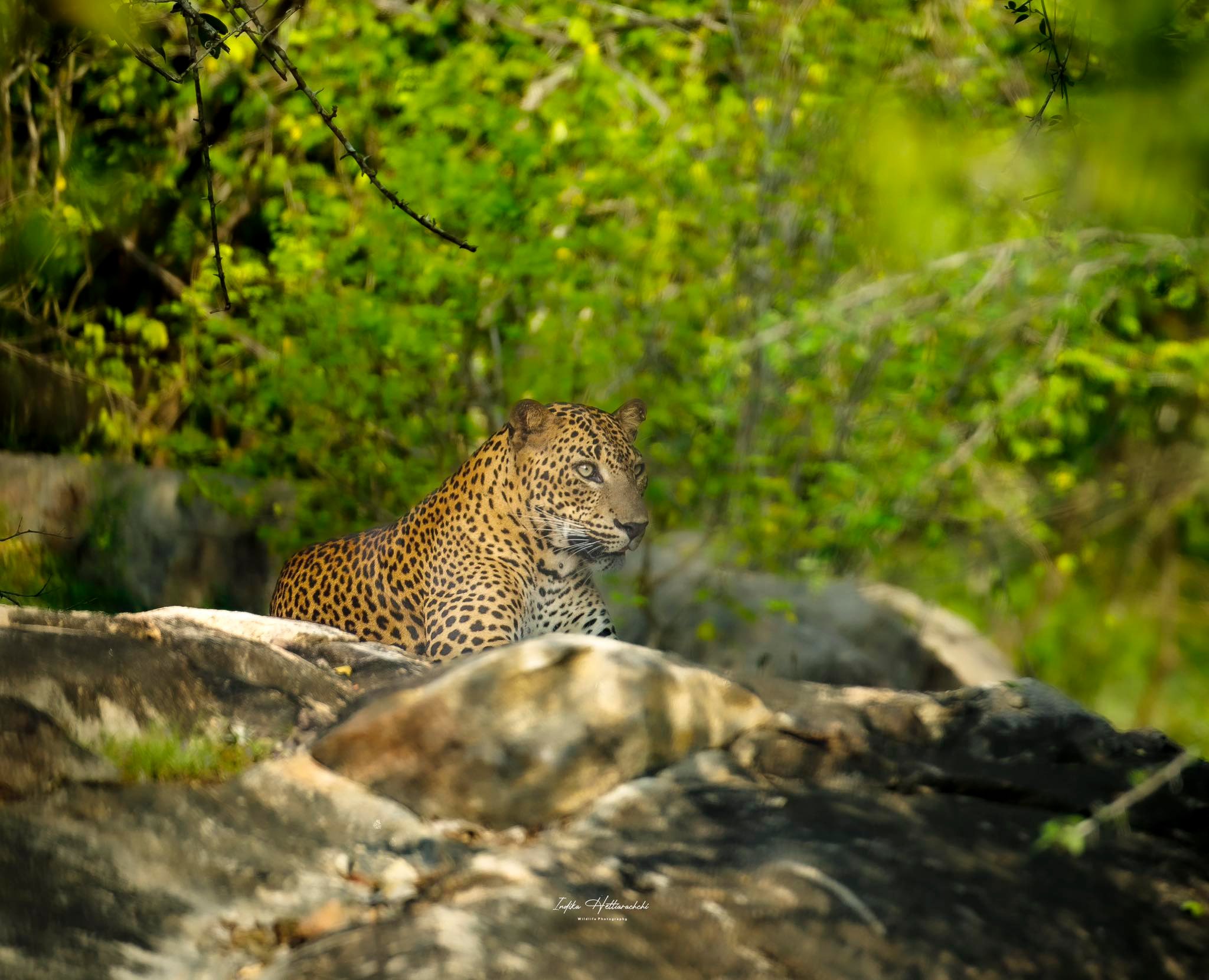 Saliya, Kumana - Kumana National Park