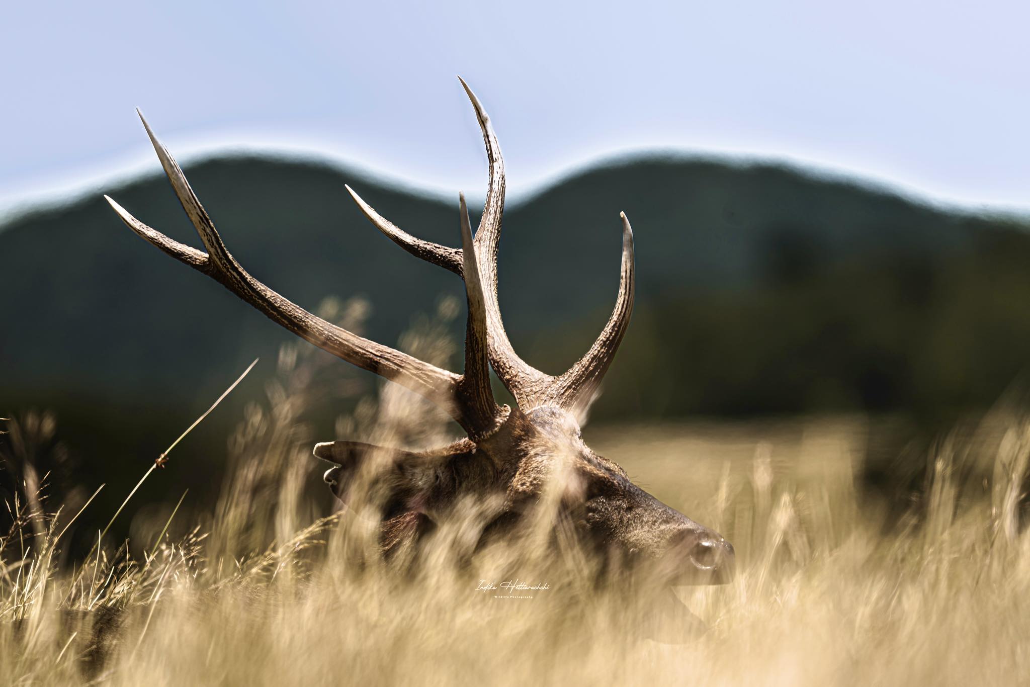 Sambar deer, Horton Plains - Horton Plains National Park