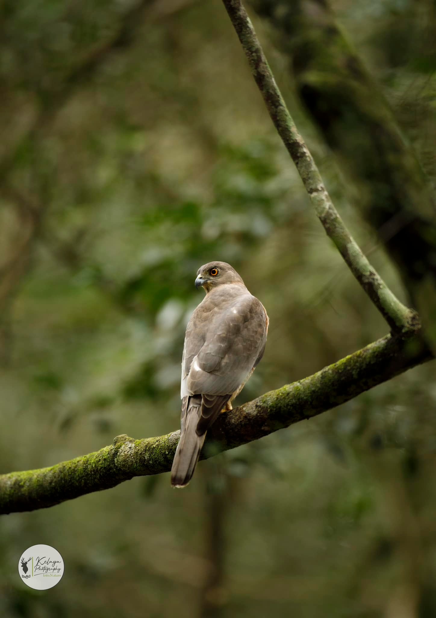 Shikra, Wilpattu - Wilpattu National Park