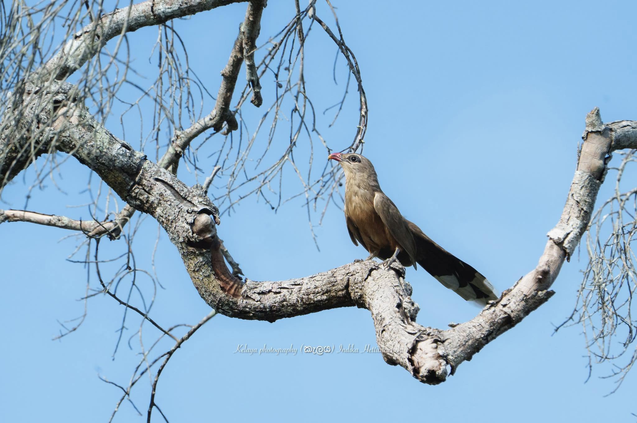 Sirkeer malkoha, Kumana - Kumana National Park