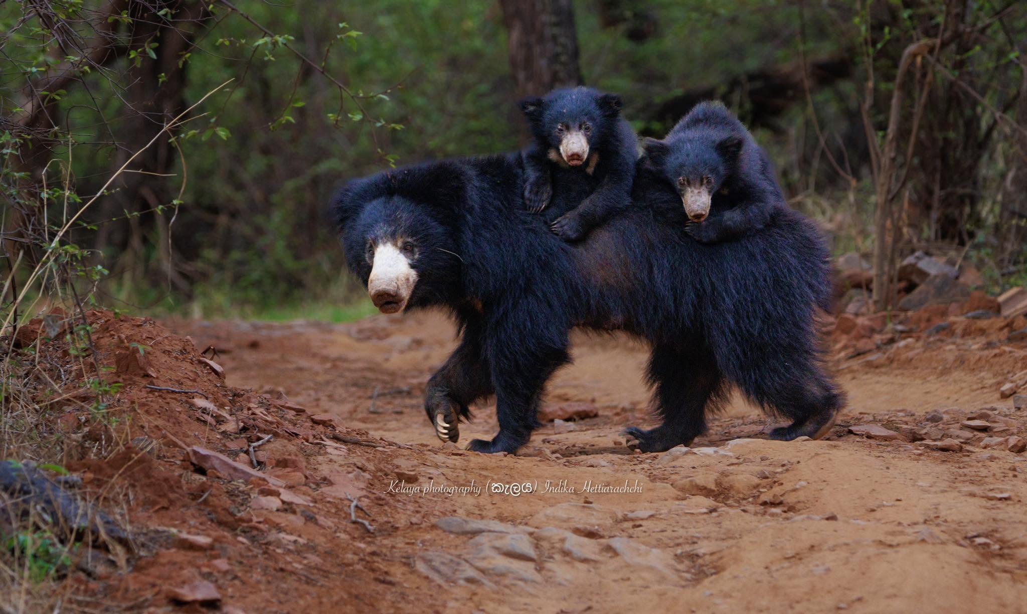 Sloth bear mother and cubs, Ranthambore - Ranthambore National Park, India