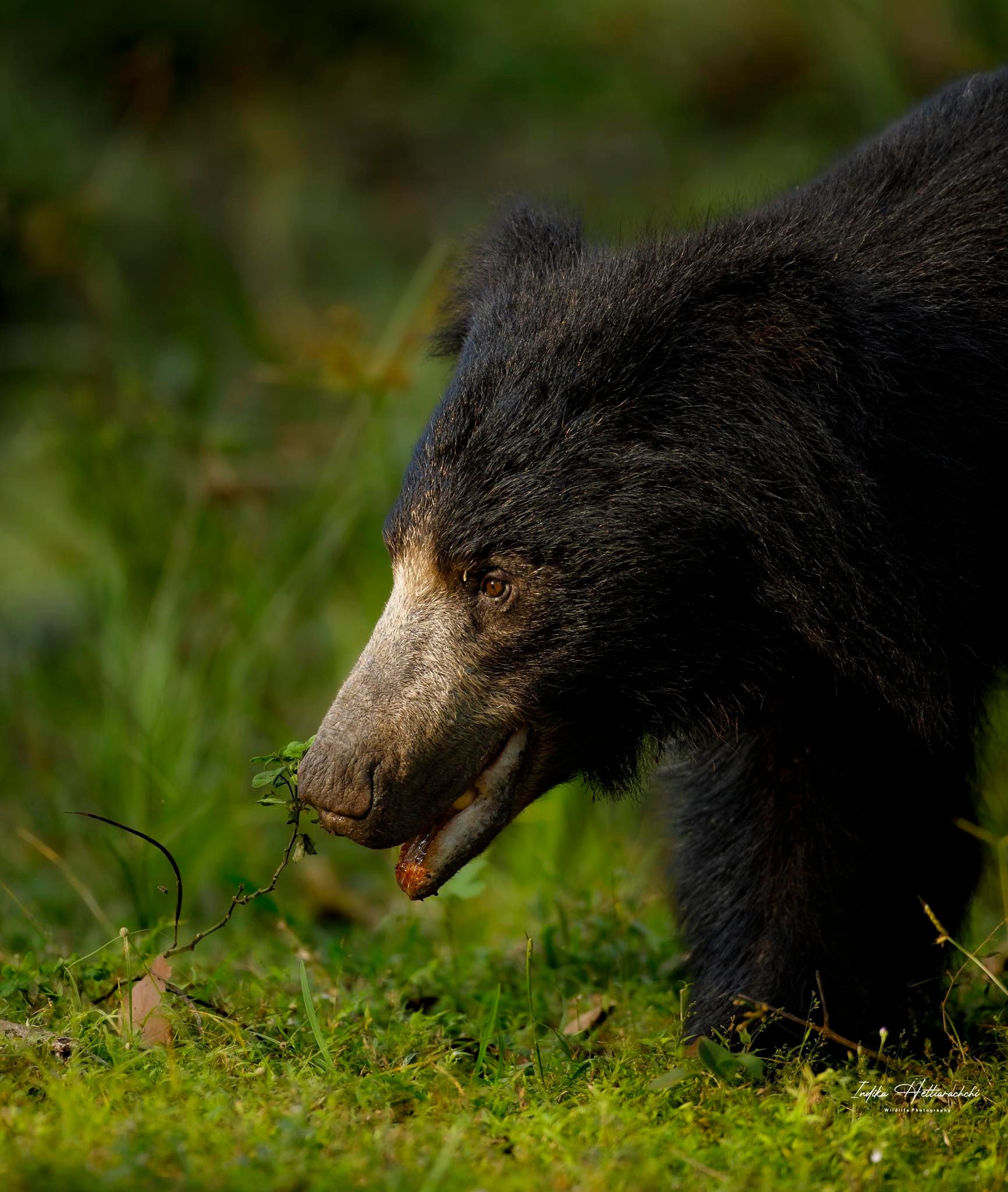 Sloth bear at sunset - Wilpattu National Park