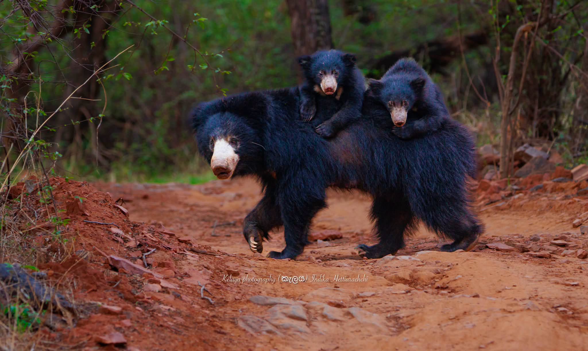 Sri Lankan sloth bear