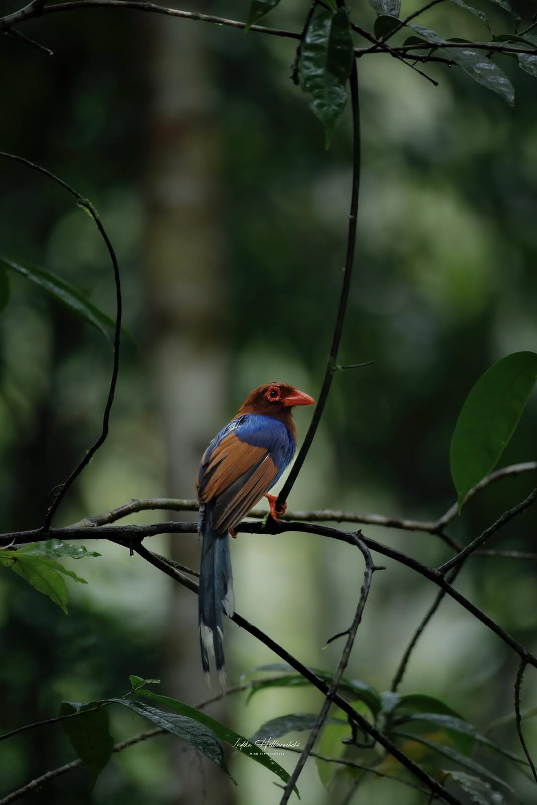 Sri Lanka blue magpie, endemic rainforest bird