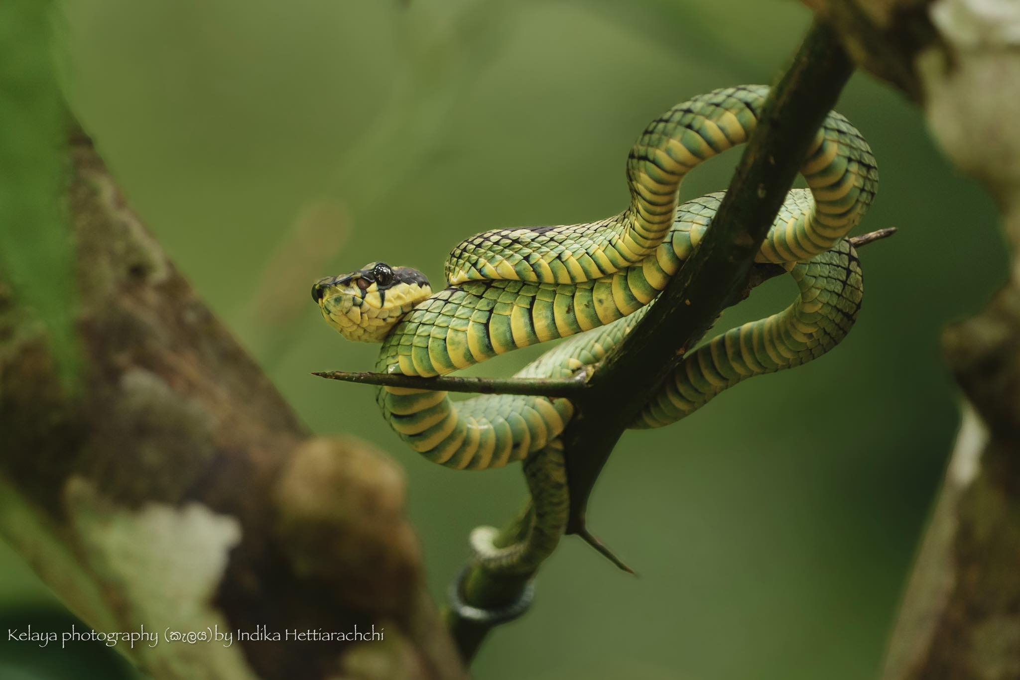 Sri Lankan green pit viper (Pala Polonga) - Sinharaja rainforest