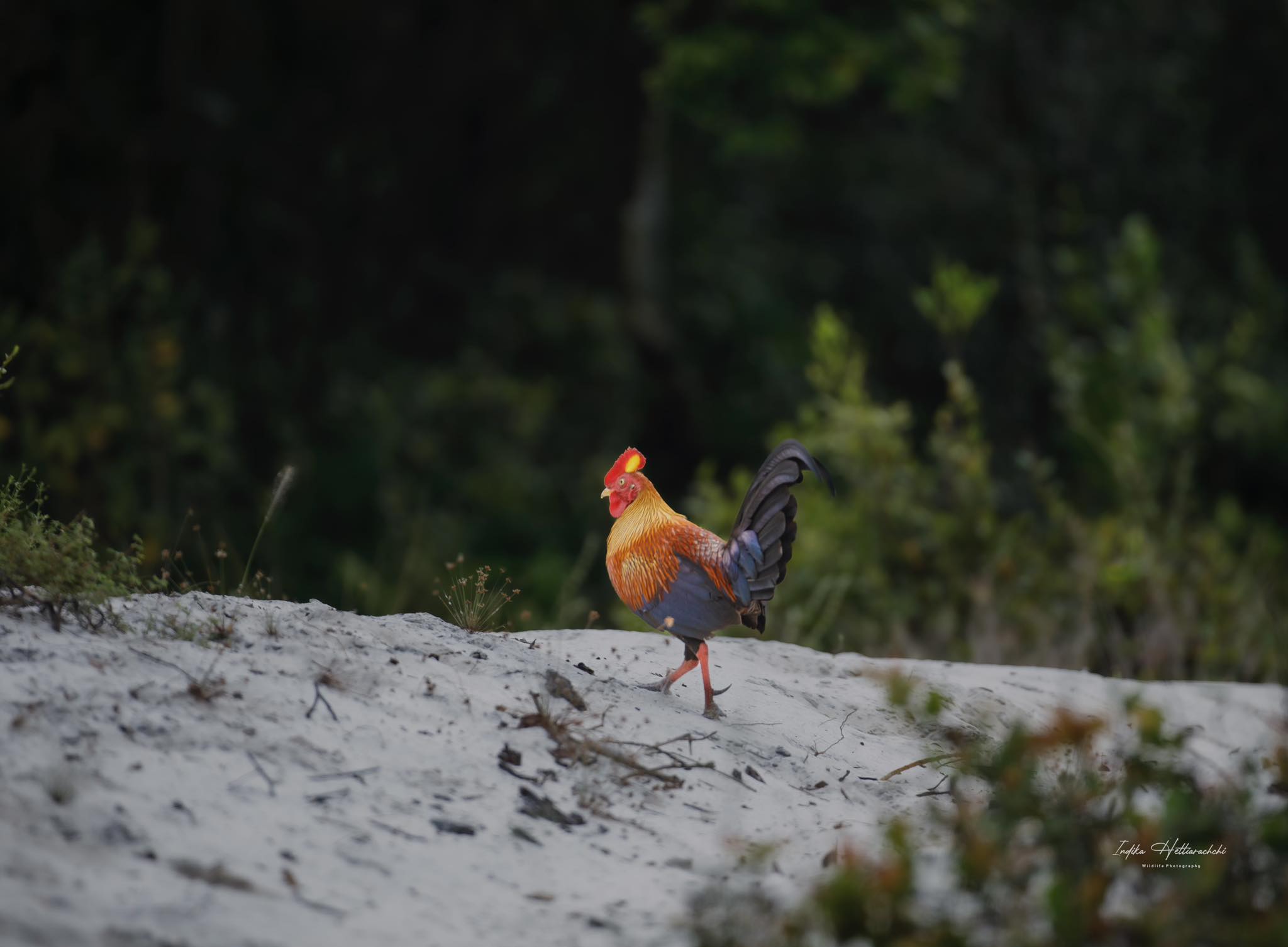Sri Lankan junglefowl - Wilpattu National Park