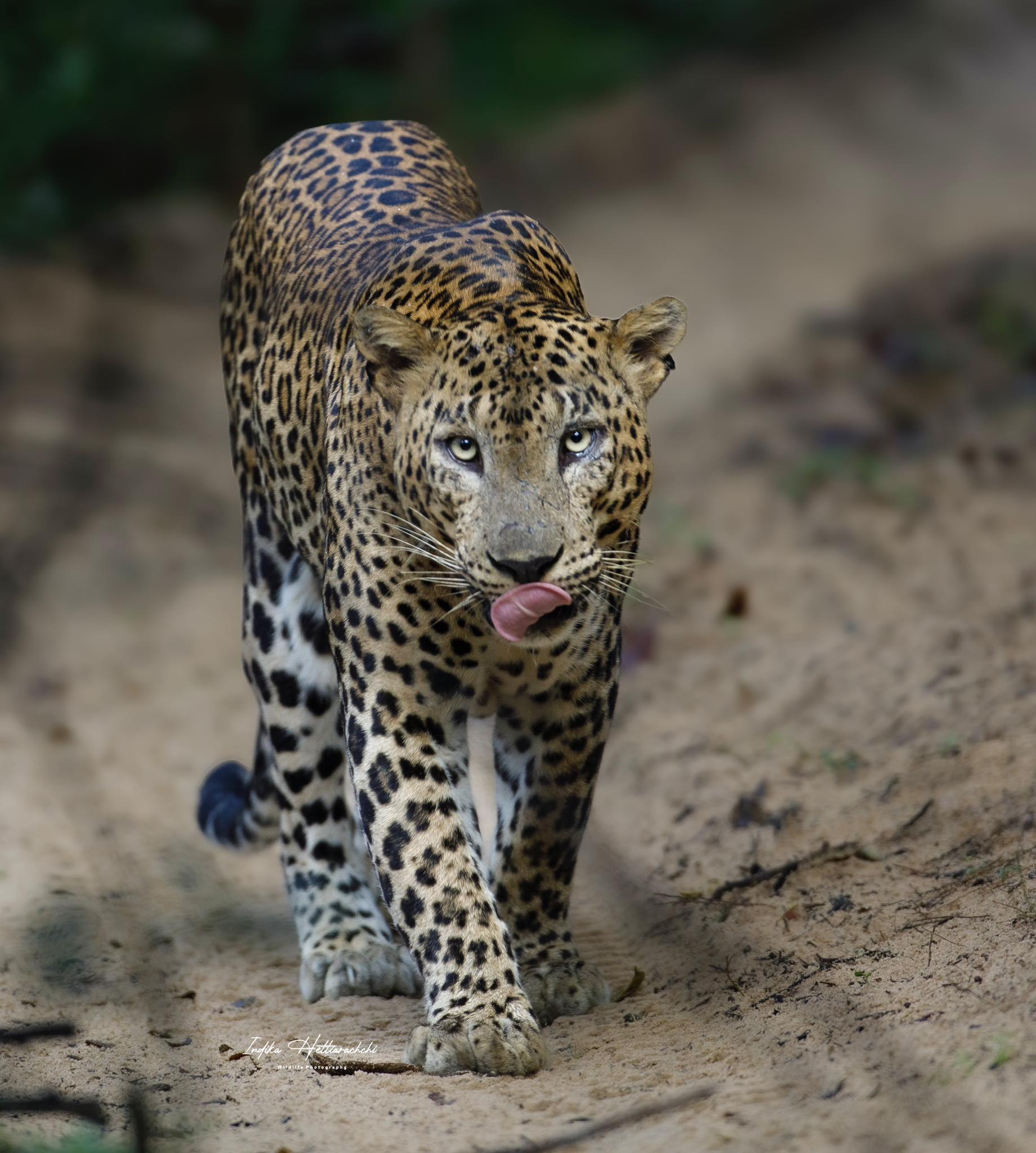 Sri Lankan leopard portrait from Wilpattu National Park