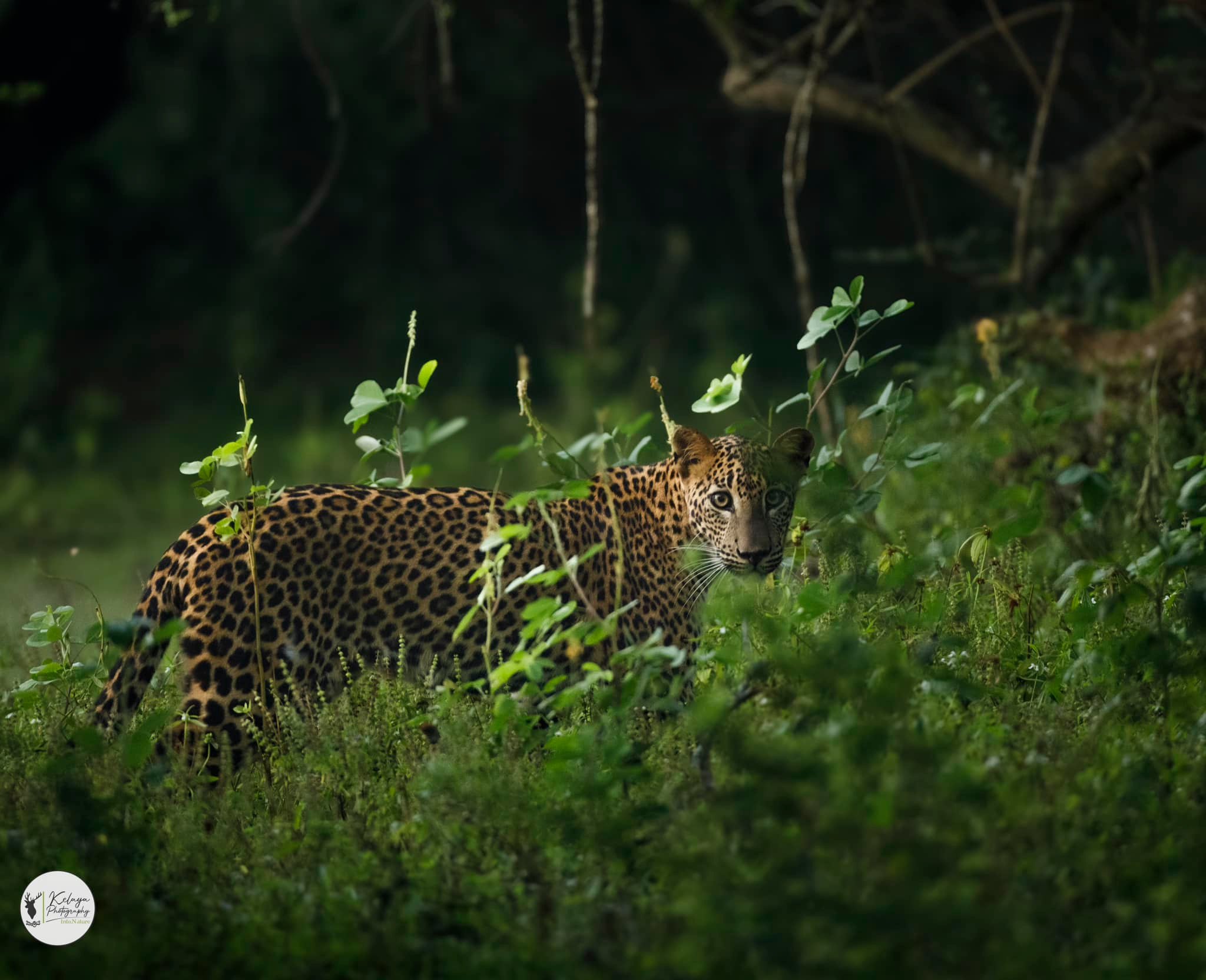 Suparnika's male cub, Kumana - Kumana National Park