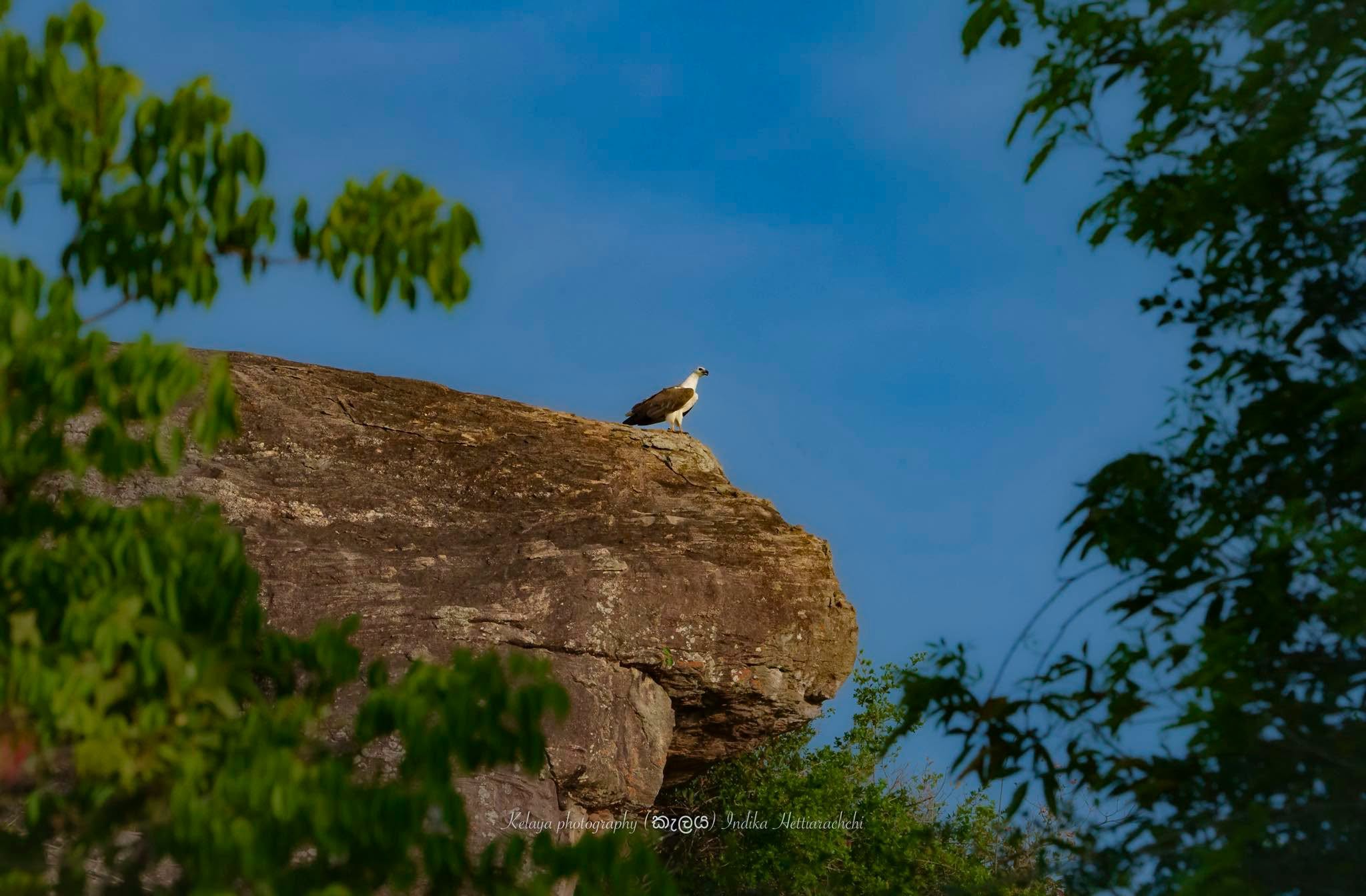 White-bellied sea eagle, Kumana Wewa - Kumana Wewa, Kumana National Park