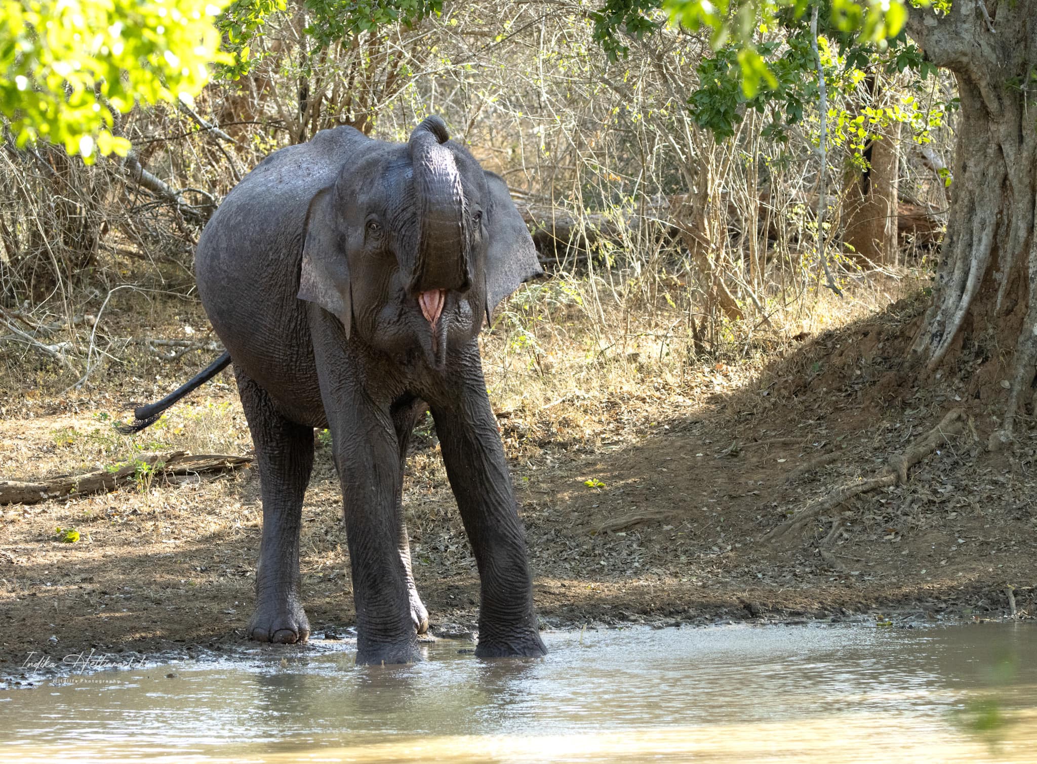 Young elephant at a Yala waterhole - Yala National Park